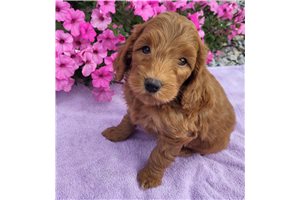 August - Mini Goldendoodle for sale