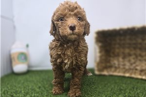 Josephine - Goldendoodle, Mini for sale