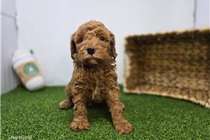 Marigold - Goldendoodle, Mini for sale