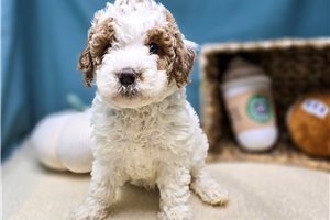 Birdie - Goldendoodle, Mini for sale