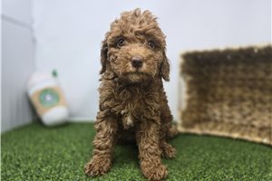 Clementine - Mini Goldendoodle for sale