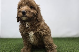 Carter - puppy for sale