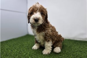 June - puppy for sale