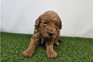 Marigold - Goldendoodle, Mini for sale