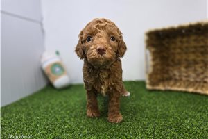 Josephine - Goldendoodle, Mini for sale