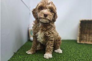 Sullivan - Goldendoodle, Mini for sale