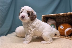 Benny - puppy for sale