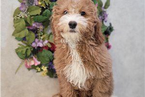 Marcy - Goldendoodle, Mini for sale