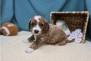 Rylee - puppy for sale