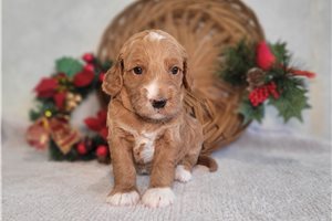 Lauren - puppy for sale