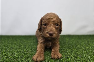 Clementine - Goldendoodle, Mini for sale