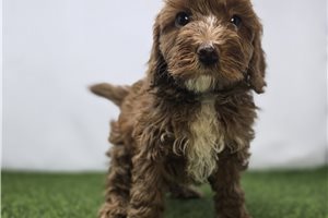 Harper - Goldendoodle, Mini for sale