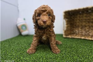 Clementine - Goldendoodle, Mini for sale