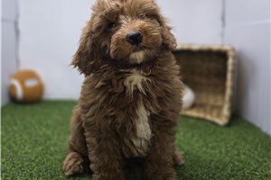 Carter - Goldendoodle, Mini for sale
