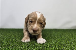 Sullivan - Goldendoodle, Mini for sale