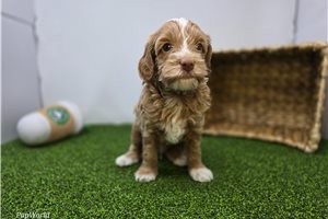 Sullivan - Goldendoodle, Mini for sale