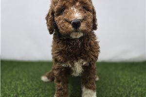 Lettie - puppy for sale
