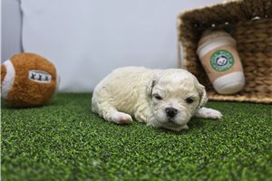 Finn - puppy for sale