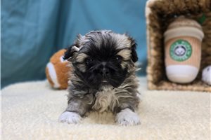 Elodie - puppy for sale