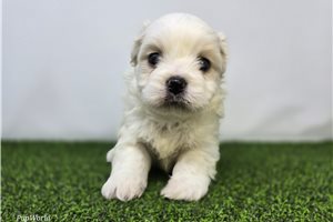 Owen - Mixed/Other for sale