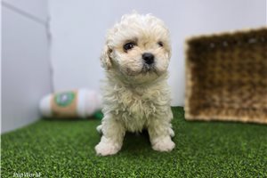 Finn - Mixed/Other for sale