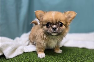 Veda - Mixed/Other for sale