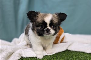 Caleb - Mixed/Other for sale