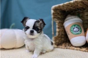 Elowen - Mixed/Other for sale