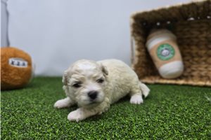 Clara - Mixed/Other for sale