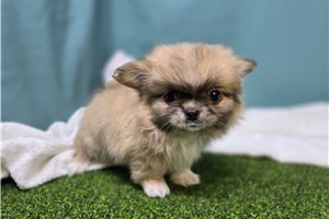 Benji - Mixed/Other for sale