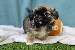 Bixby - Mixed/Other for sale