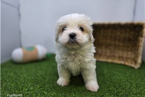 Owen - Mixed/Other for sale