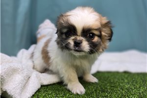 Sadie - Mixed/Other for sale