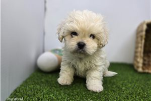 Arlo - Mixed/Other for sale