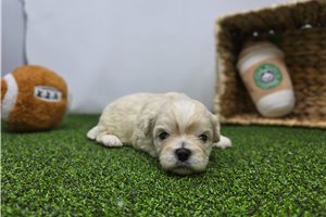 Alice - puppy for sale