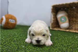 Arlo - Mixed/Other for sale