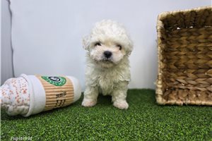 Toby - Mixed/Other for sale