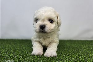 Toby - Mixed/Other for sale