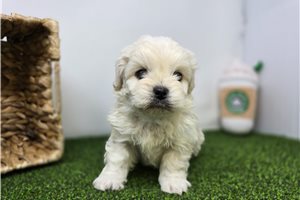 Arlo - Mixed/Other for sale