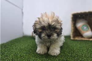 Monty - Mixed/Other for sale