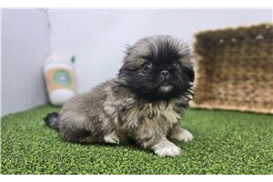 Piper - Pekingese for sale