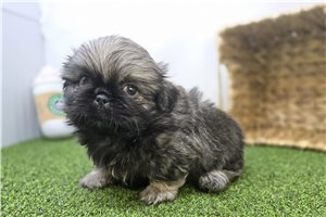 Chester - Pekingese for sale