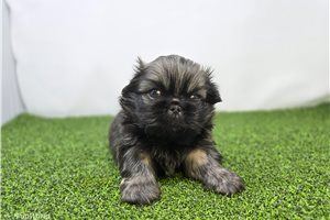 Chester - Pekingese for sale