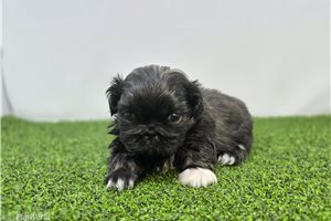 Maggie - Pekingese for sale