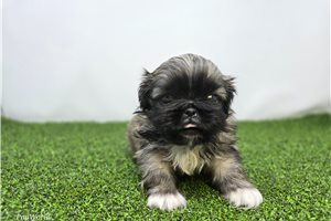 Piper - Pekingese for sale