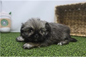 Ashe - Pekingese for sale