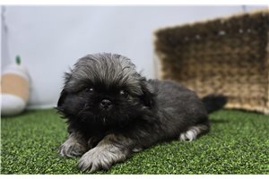 Emory - Pekingese for sale