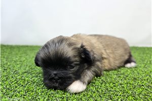 Piper - puppy for sale
