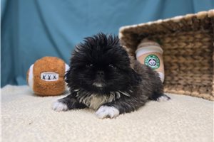 Alfie - Pekingese for sale