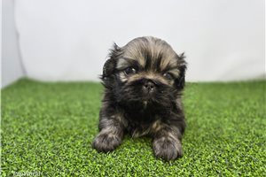 Ashe - Pekingese for sale
